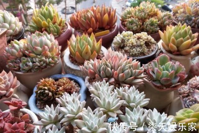 网购|网购多肉，记住“3大步”，增加安全系数，做合格“肉奴”