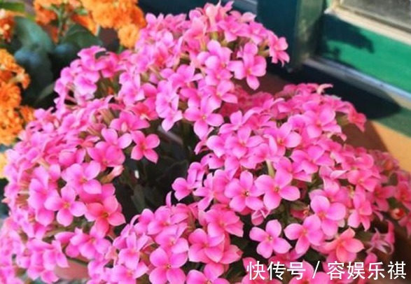 想把长寿花养好,从“上盆”这一步做起,才能生长茂盛,花开满盆