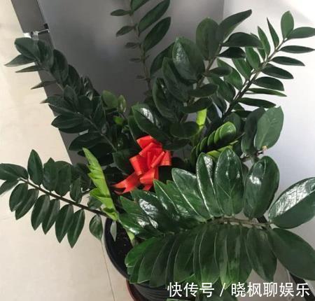 “镇宅树”不用买，把叶子剪下来，放土里就“生根”，变盆栽！