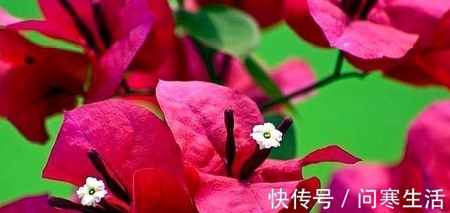新芽|学会给三角梅“打顶”,小苗变盆景,一年四季花开满枝头