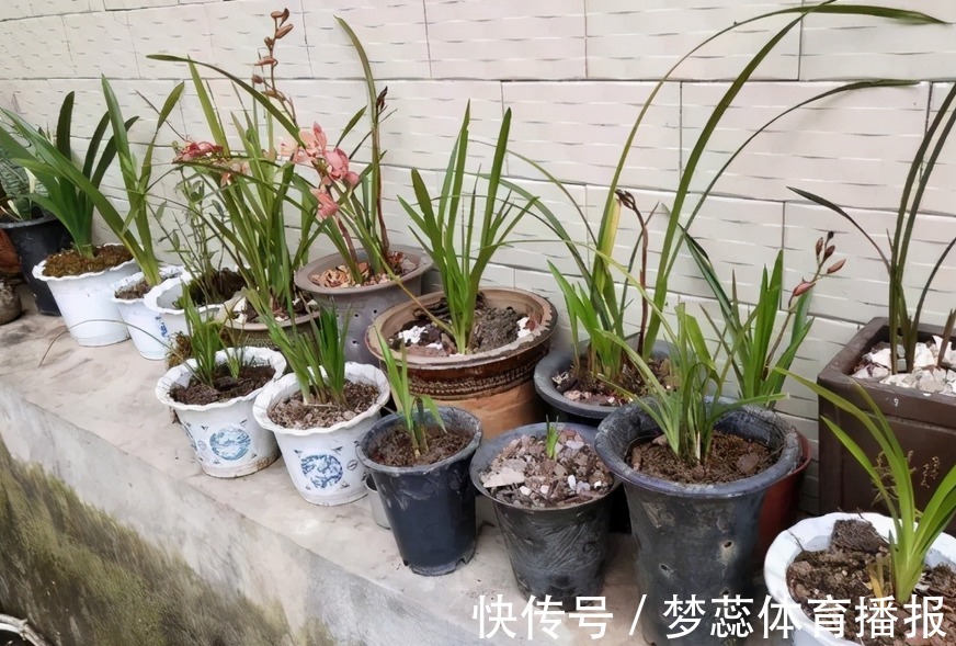 拿果皮肥养花，想出个好结果，制作和使用时不能遗漏这些细节