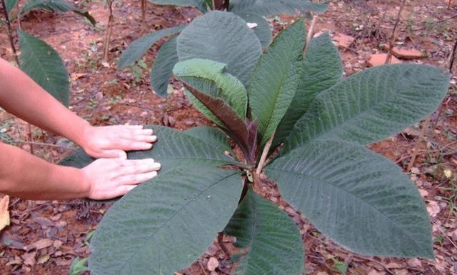 遇見|山里一種“大葉草”,若遇見,請別破壞,目前35元一斤