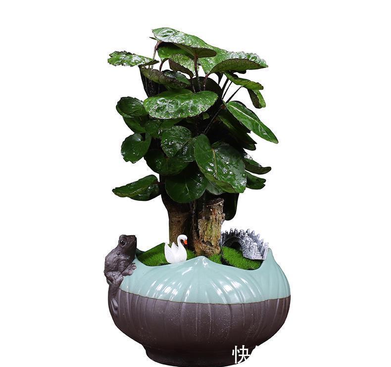 懒人养植的盆栽,一个月浇次水都没问题