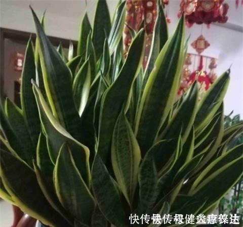 植株|虎皮兰浇2种“水”,蹭蹭长得旺,冒芽一个接一个!