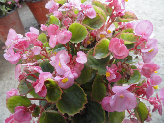 此1种花,花期超长,能开9个月,养一盆天天有花看!