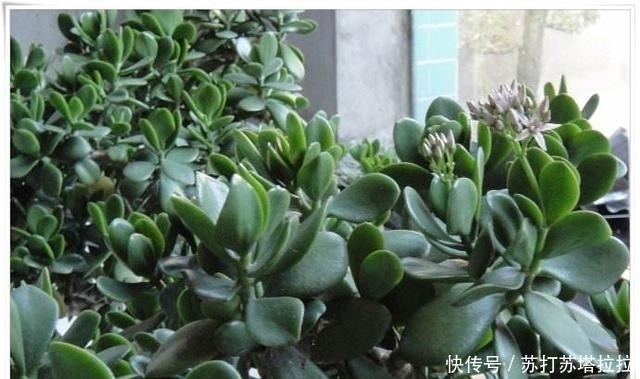 浇水|多肉中最好养的品类——景天树,想让它开花就这么简单