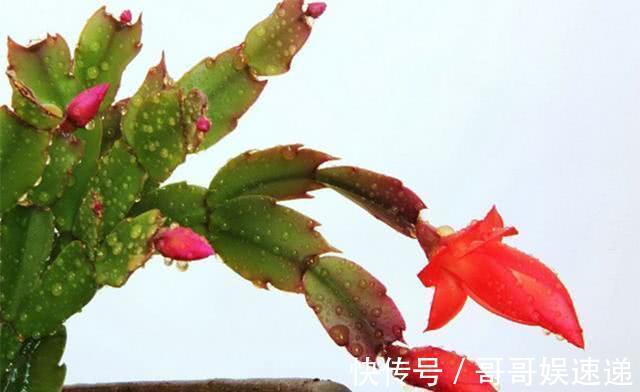 养盆蟹爪兰，死活不见长，3招就解决，叶片狠狠胖起来，开花贼旺