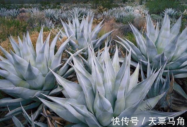 宝贝|它是墨西哥人的宝贝，8年成熟一次，一个上百斤，加工后卖350万