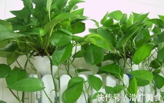 养分|这种“花肥”强过蚯蚓粪、黄豆水,用它来浇花,“肥效”常达两年