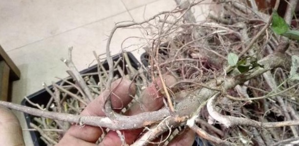 农村|农村一种粘衣草,令人非常讨厌,殊不知是名贵好药,根煲汤最靓