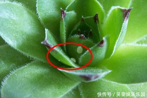 养花技巧:醋、橘子皮、小苏打用来养花,好处多!