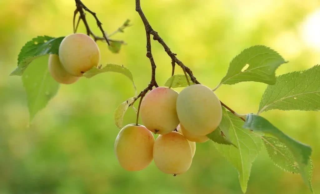 绿水|诗词之杏:绿水满池塘,点水蜻蜓避燕忙