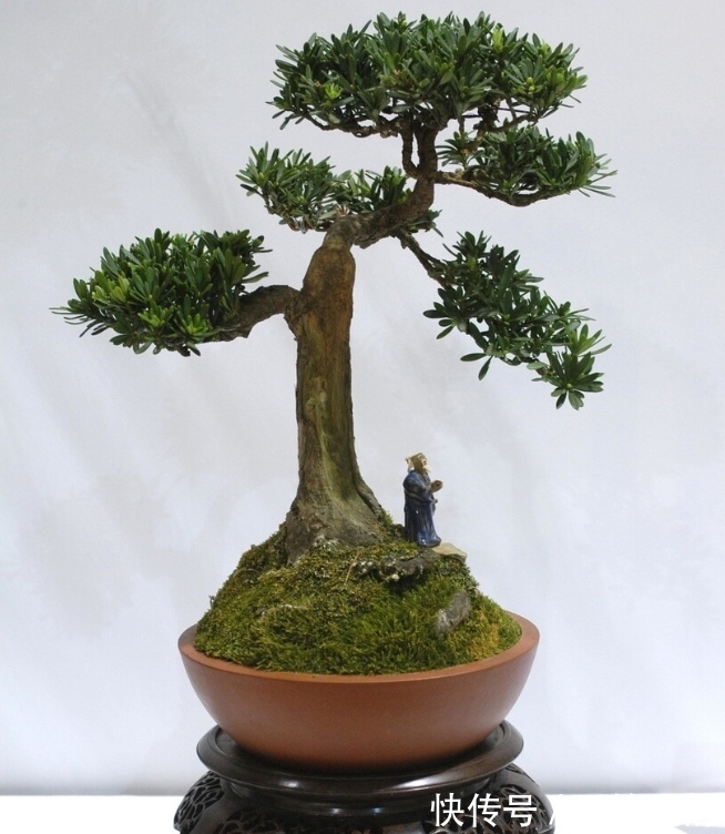 院子里种4种树，注意辨别“公母”，选错了只开花不结果