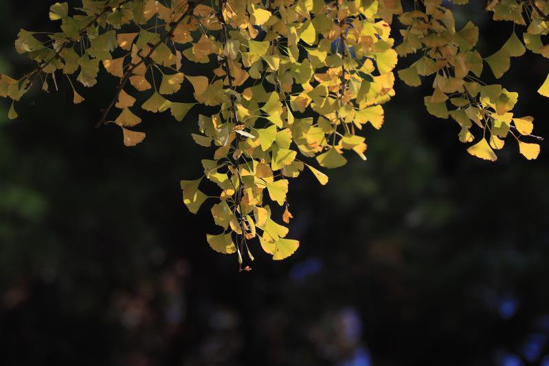 银杏|南岳衡山邀您赏千年银杏 访六朝古刹