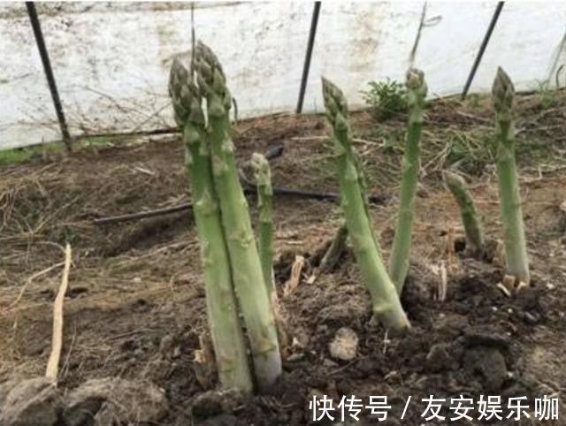 不想出门,就在阳台种“2种菜”,采摘一茬又一茬,够全家吃!