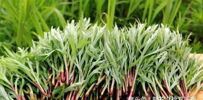 泥蒿|农村一种常见野菜,人称“泥蒿”,是一种上好的野菜