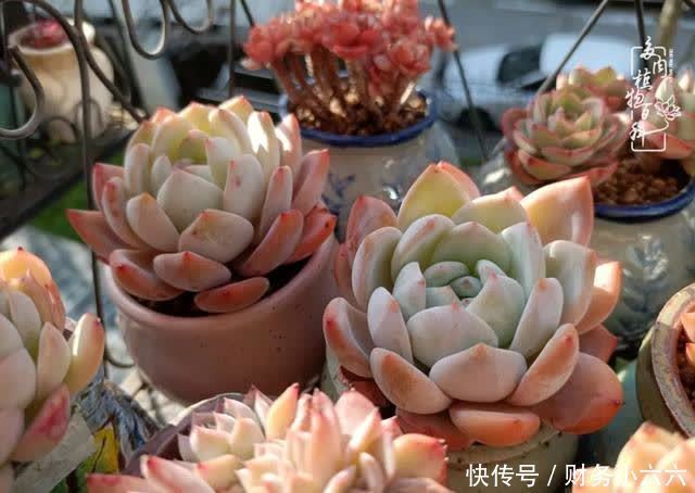 揭秘：那些干净又温暖的多肉照片从哪里来？