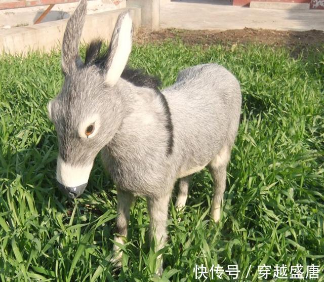 周福&聊斋志异:穷人欠和尚银子,说做驴做马来报,后来怎么样?