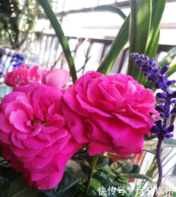 全民养花季,教你6个“养花绝招”,杀害虫促发芽,扦插生根快