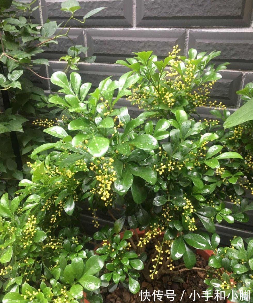 9种“健康花”,能吃能泡茶,客厅养一盆,清洁空气,吉利大气