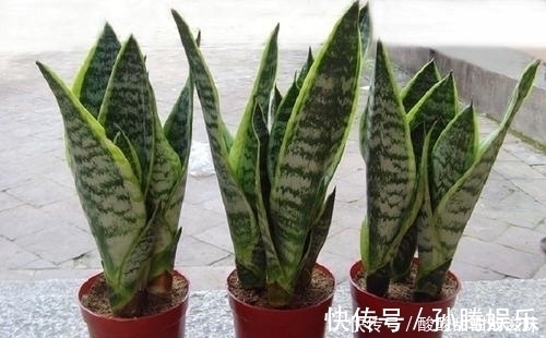 仙人球|5种观叶植物，枝叶优美，家里养一盆，空气更清新，值得拥有！