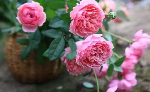  呼呼|发财树、栀子、茉莉、月季，冬季剪剪，春天才能呼呼冒花芽