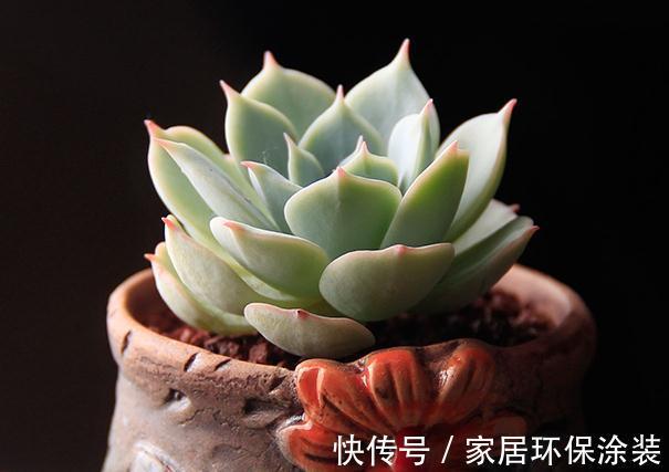 童话里走出来的多肉,就是你的王子,你细细体会