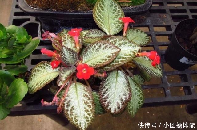 几种喜欢生长在半阴处的开花盆栽,养窗台边就很容易孕育花朵!