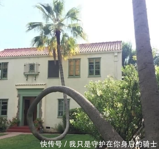 贫瘠|最坚强的大树,贫瘠不算什么,就算是石头也挡不住我的不屈