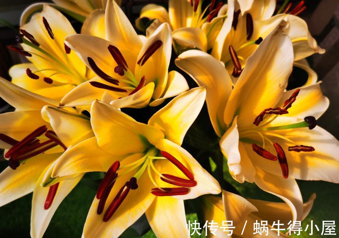 金枝玉叶|30℃以上,10种花就先别养了,买一盆死一盆,别怪我没提醒你