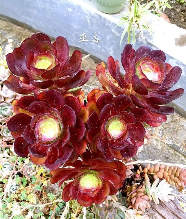 【多肉盛宴】你还傻傻的分不清法师品种吗百合莉莉属于法师