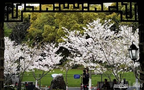 晨镜头|又是一年樱花季，赶紧来鲁迅公园邂逅一场樱花雨 | a5200