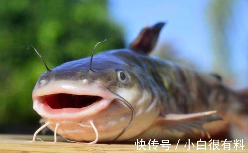 中风|这4种鱼或含有甲醛和重金属,尽量少吃,建议了解一下