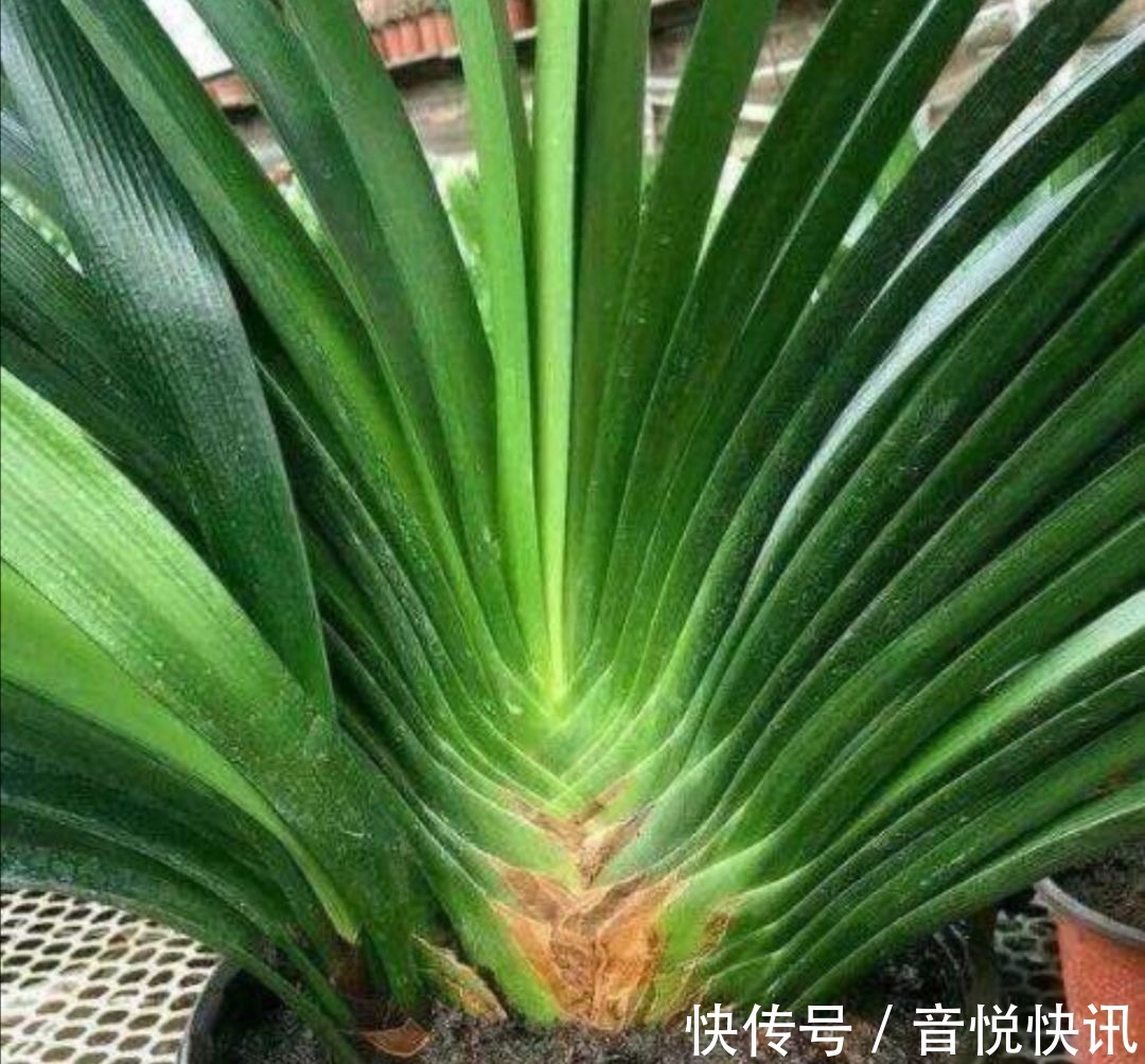 养花|养君子兰不开花?教你2个“小绝招”,很快长出花箭