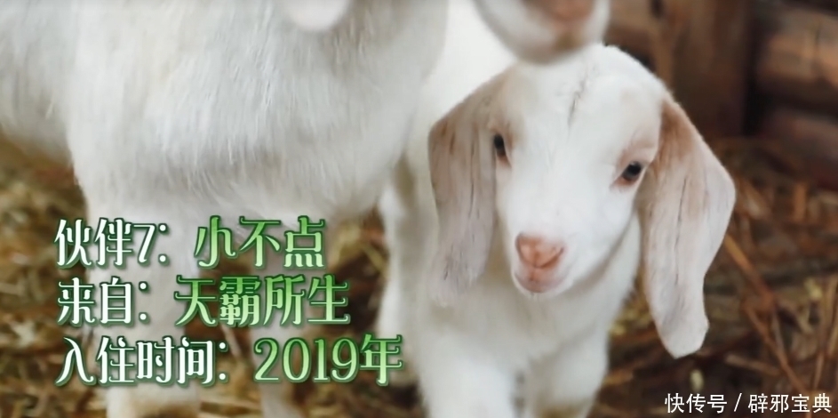 小不点|《向往的生活》小H开发布会,细数蘑菇屋的小可爱,你还记得几个