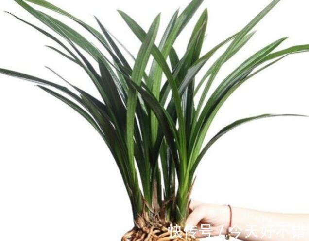 浇水|墨兰开花期间怎么养护好,学会5个方法植株开花旺盛又防落花落蕾