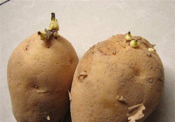 厨房吃剩的“2种菜”,随手丢盆里,秋天收获一大盆,太惊喜了