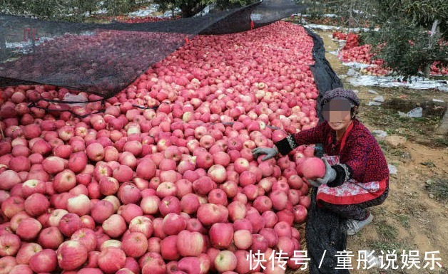苹果|南方贵到吃不起，北方泛滥不值钱，营养丰富人称“活水”！