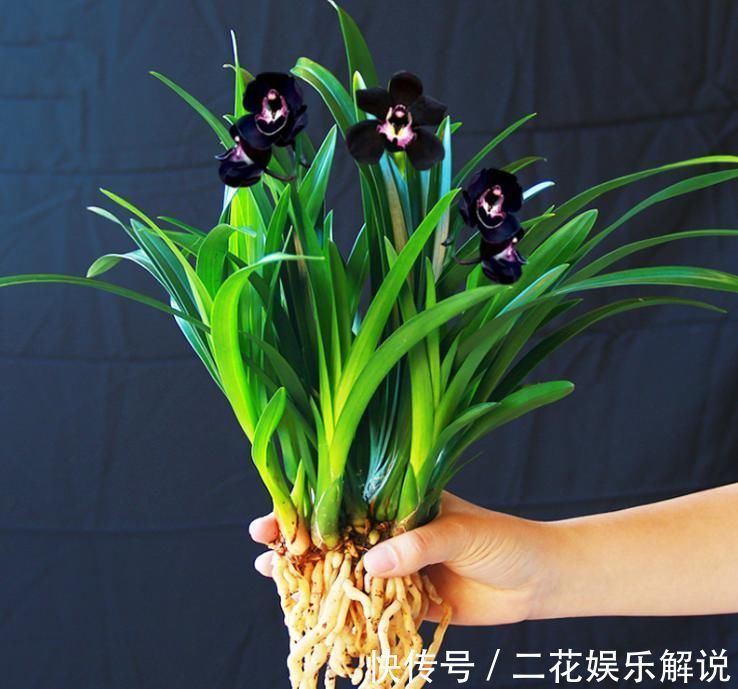 黑雪姬|被抢购一空的兰花,绿杆紫花,叶片油亮,兰香扑鼻,比牡丹要美