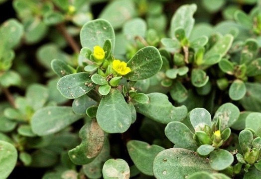 血管壁|马齿笕用白酒泡一泡，不仅白发慢慢变黑发，还白捡许多好处！