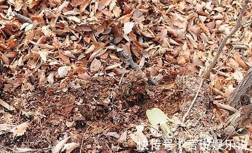 排水|养花不死,全靠盆土,用这个土养花,能活几十年