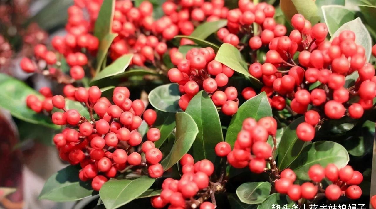 这6种花都是春节“必买”的花,给它们做个比较,就知道选哪种了