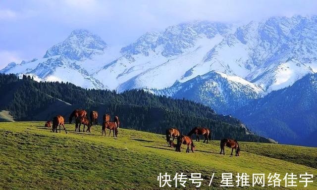 天山|鹿角湾，雪峰云杉，清泉流水，绿草茵茵，是你向往的美景吗？