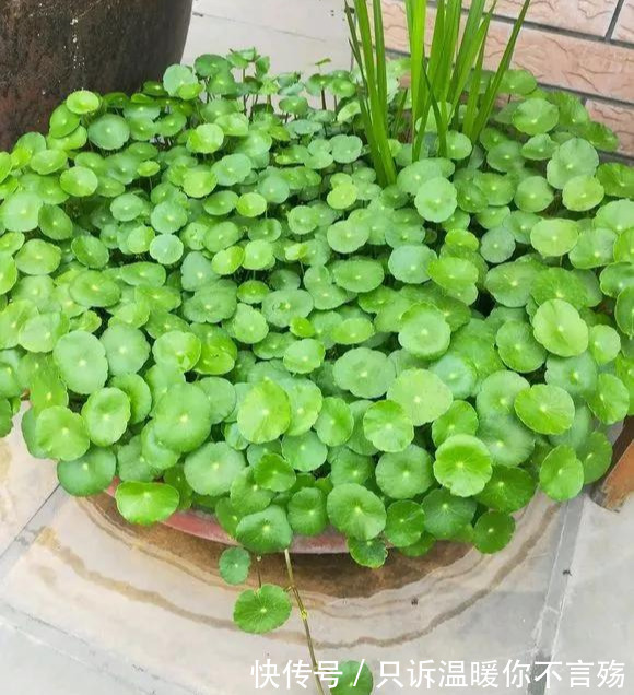 养花技巧铜钱草养在这,7天就爆盆,叶子长成巴掌大!