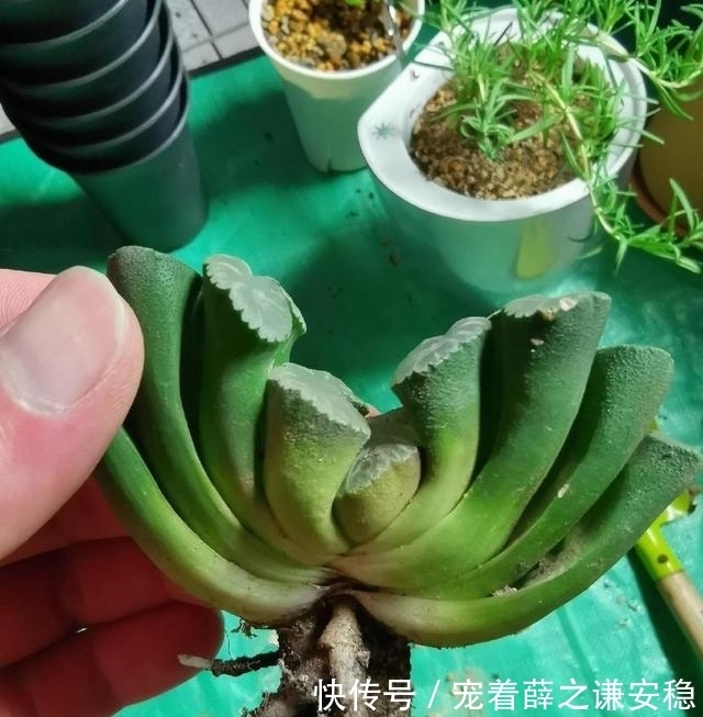 封闭阳台养多肉，很容易徒长，别再养景天科肉肉了，试试这一种