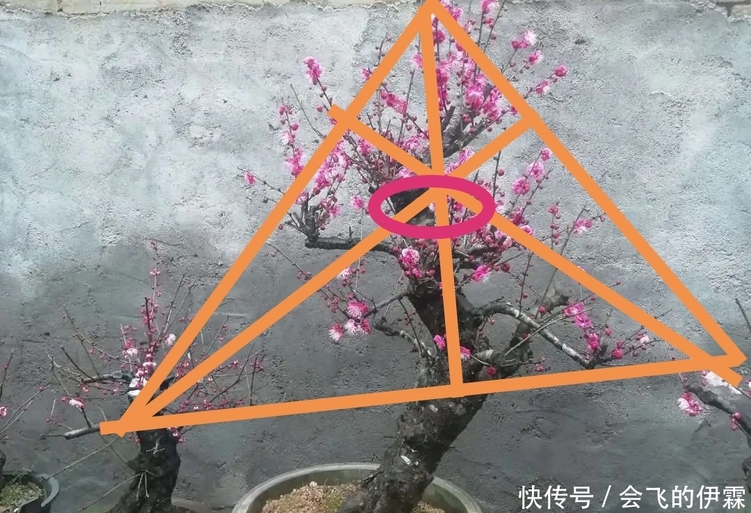 没有正确的取势，无法确定盆景造型，了解这3点，可选最佳造型