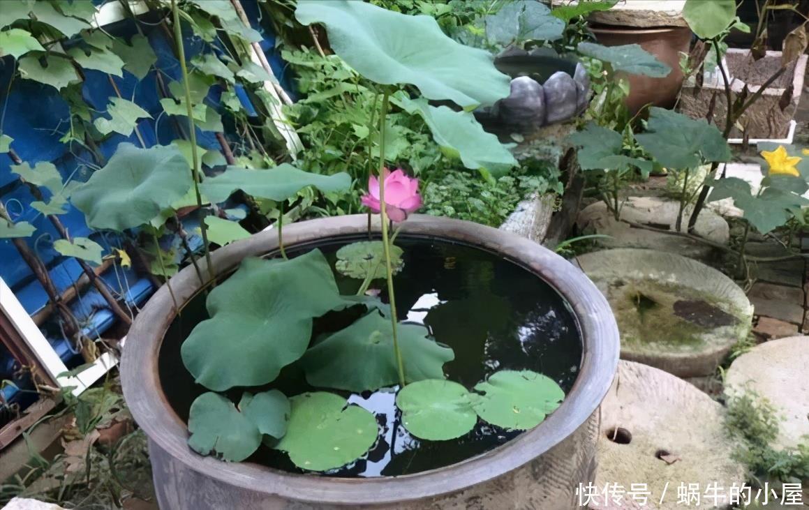 绣球|5种漂亮花,喜欢“穷养”,挤在破盆里,能养30年