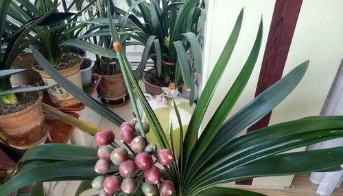 长期盆栽养花种草，土壤易板结该怎么预防？从浇水施肥下手