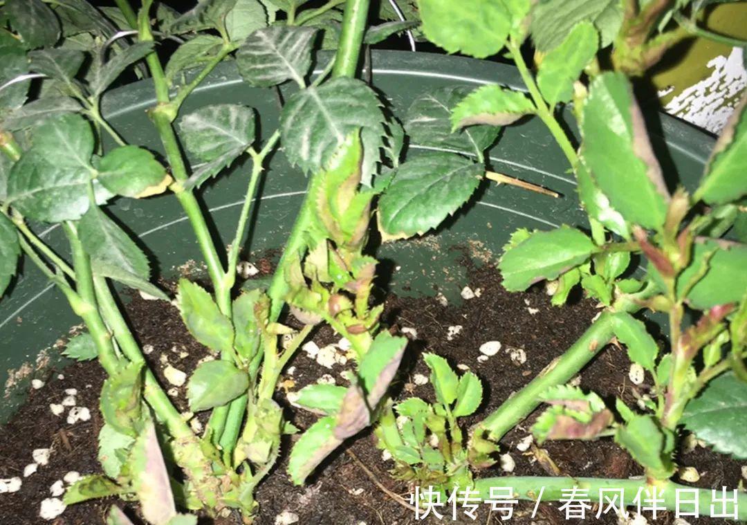 施肥|8种花赶紧剃头，剃得越狠，开花越多