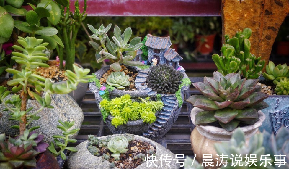 呼声最高的新人盆栽多肉,养殖期间注意此3点才不出问题